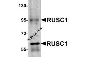 Western Blotting (WB) image for anti-RUN and SH3 Domain Containing 1 (RUSC1) (C-Term) antibody (ABIN1030631) (RUSC1 anticorps  (C-Term))