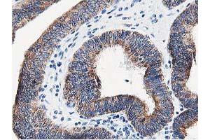 Image no. 1 for anti-Leucine Carboxyl Methyltransferase 1 (LCMT1) antibody (ABIN1499107) (LCMT1 anticorps)