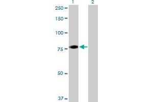 Western Blot analysis of FBXL5 expression in transfected 293T cell line by FBXL5 MaxPab polyclonal antibody. (FBXL5 anticorps  (AA 1-691))