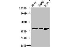 Western Blot Positive WB detected in: A549 whole cell lysate, HepG2 whole cell lysate, MCF-7 whole cell lysate All lanes: CEBPA antibody at 2 μg/mL Secondary Goat polyclonal to rabbit IgG at 1/50000 dilution Predicted band size: 38, 36, 26, 42 kDa Observed band size: 38 kDa
