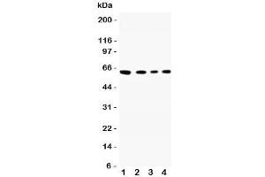 Western blot testing of CADM1 antibody and Lane 1:  A549;  2: Jurkat;  3: Raji;  4: HeLa lysate. (CADM1 anticorps  (N-Term))