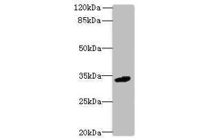 Western blot All lanes: C10orf54 antibody at 4 μg/mL + Mouse liver tissue Secondary Goat polyclonal to rabbit IgG at 1/10000 dilution Predicted band size: 34 kDa Observed band size: 34 kDa (VISTA anticorps  (AA 37-194))