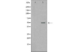 Western blot analysis of extracts of HeLa, using PLAU antibody. (PLAU anticorps)
