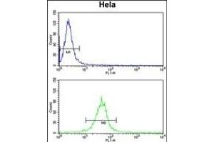 F91A1 Antibody (N-term) (ABIN651217 and ABIN2840136) flow cytometry analysis of Hela cells (bottom histogram) compared to a negative control cell (top histogram). (FAM91A1 anticorps  (N-Term))