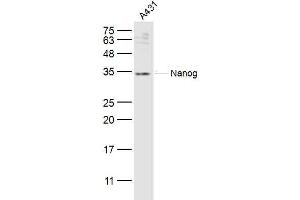 A431 lysates probed with Nanog Polyclonal Antibody, Unconjugated  at 1:300 dilution and 4˚C overnight incubation. (Nanog anticorps  (AA 101-200))