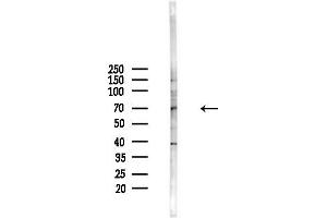 anti-Cell Division Cycle 40 (CDC40) antibody