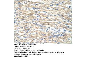 Rabbit Anti-EXOSC6 Antibody  Paraffin Embedded Tissue: Human Muscle Cellular Data: Skeletal muscle cells Antibody Concentration: 4.