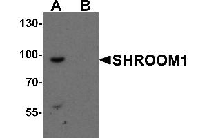 Western Blotting (WB) image for anti-Shroom Family Member 1 (SHROOM1) (C-Term) antibody (ABIN1077406) (SHROOM1 anticorps  (C-Term))