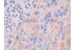 Detection of MUC3 in Human Pancreas Tissue using Polyclonal Antibody to Mucin 3 (MUC3) (MUC3A anticorps  (AA 2176-2280))