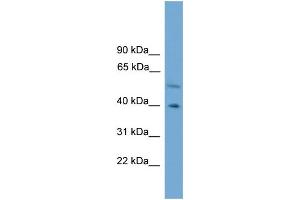 WB Suggested Anti-CLUAP1 Antibody Titration: 0.