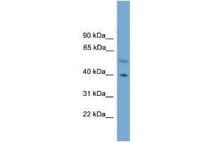 WB Suggested Anti-CLUAP1 Antibody Titration: 0. (CLUAP1 anticorps  (C-Term))