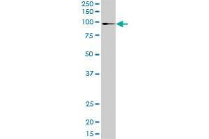 ATP2C1 MaxPab rabbit polyclonal antibody.