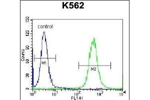 OXA1L Antibody (C-term) (ABIN656775 and ABIN2845994) flow cytometric analysis of K562 cells (right histogram) compared to a negative control cell (left histogram). (OXA1L anticorps  (C-Term))