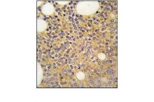 Image no. 1 for anti-Protein Arginine Methyltransferase 3 (PRMT3) (C-Term) antibody (ABIN356525) (PRMT3 anticorps  (C-Term))