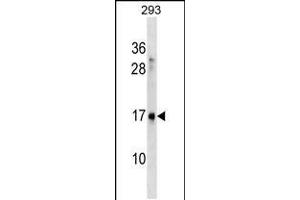 Western blot analysis in 293 cell line lysates (35ug/lane). (SYS1 anticorps  (C-Term))
