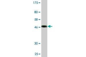 Western Blot detection against Immunogen (49.