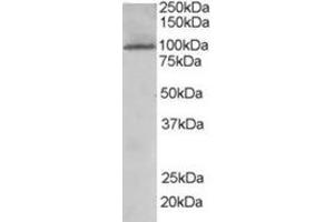 Image no. 2 for anti-TAO Kinase 3 (TAOK3) (Internal Region) antibody (ABIN374459) (TAO Kinase 3 anticorps  (Internal Region))