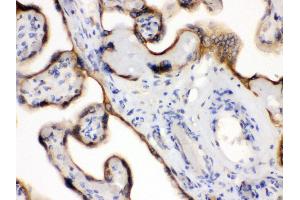 Anti- EDNRB Picoband antibody, IHC(P) IHC(P): Human Placenta Tissue