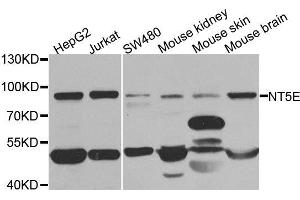 Western blot analysis of extracts of various cell lines, using NT5E antibody. (CD73 anticorps)