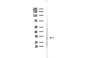 Western blot analysis of lysates from PC12 cells(starvation,24h treatment), using Phospho-Cyclin  (Thr286) Antibody at 1/1000 dilution.