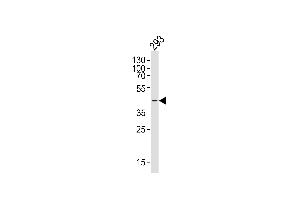 Western blot analysis of lysate from 293 cell line, using CERKL Antibody (N-term) (ABIN6243452 and ABIN6577445). (CERKL anticorps  (N-Term))