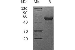 Western Blotting (WB) image for Tumor Necrosis Factor (Ligand) Superfamily, Member 13 (TNFSF13) protein (Fc Tag) (ABIN7320860)