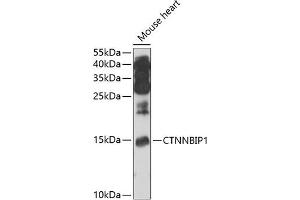 Western blot analysis of extracts of mouse heart, using CTNNBIP1 antibody (ABIN6133483, ABIN6139210, ABIN6139211 and ABIN6222937) at 1:1000 dilution.