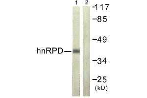 Western blot analysis of extracts from 293 cells, using hnRPD (epitope around residue 83) antibody.