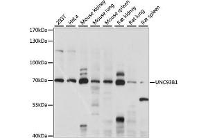 Western blot analysis of extracts of various cell lines, using UNC93B1 antibody (ABIN7271223) at 1:1000 dilution. (UNC93B1 anticorps  (AA 450-550))