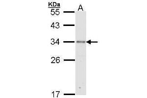 WB Image Sample (30 ug of whole cell lysate) A: Molt-4 , 12% SDS PAGE antibody diluted at 1:1000 (RPA2 anticorps)