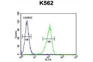 CRFR1 Antibody (Q103) flow cytometric analysis of K562 cells (right histogram) compared to a negative control cell (left histogram). (CRHR1 anticorps  (AA 95-128))