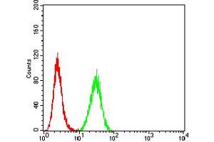 Flow cytometric analysis of Hela cells using PRKAB2 mouse mAb (green) and negative control (red).