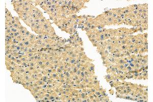 ABIN6262218 and ABIN6273122 at 1/100 staining Mouse liver tissue by IHC-P.