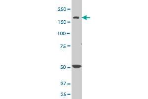 SCN8A monoclonal antibody (M04), clone 4G7 Western Blot analysis of SCN8A expression in NIH/3T3