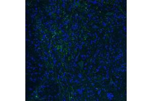 Immunofluorescent staining of mouse spinal cord with HTR3E polyclonal antibody . (HTR3E anticorps  (AA 345-394))