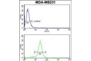 Flow cytometry analysis of MDA-MB231 cells (bottom histogram) compared to a negative control cell (top histogram). (SERPINA3 anticorps  (C-Term))