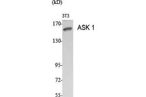 Western Blot (WB) analysis of specific cells using ASK 1 Polyclonal Antibody. (ASK1 anticorps  (Ser9))