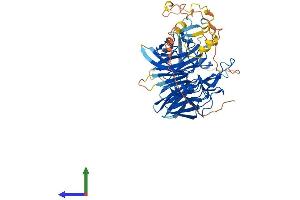 AlphaFold protein structure predicition of Human Recombinant RAG2 Protein, UniprotID P55895