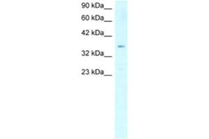 Western Blotting (WB) image for anti-Stearoyl-CoA Desaturase (Delta-9-Desaturase) (SCD) antibody (ABIN2460578) (SCD anticorps)
