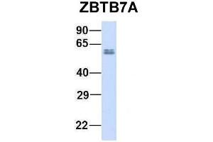 Host:  Rabbit  Target Name:  ZBTB7A  Sample Type:  Human Adult Placenta  Antibody Dilution:  1. (ZBTB7A anticorps  (N-Term))