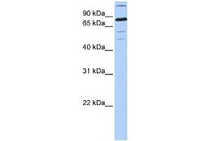 ZNF700 antibody used at 0. (ZNF700 anticorps  (C-Term))