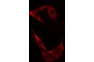 ABIN6275710 staining 293 cells by IF/ICC.