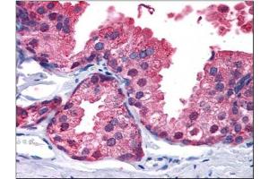 Immunohistochemistry Image: Human Prostate: Formalin-Fixed, Paraffin-Embedded (FFPE) (PDE4B anticorps  (C-Term))