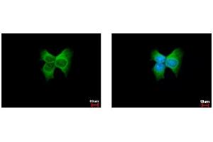 ICC/IF Image ERp57 antibody [C3], C-term detects PDIA3 protein at cytoplasm by immunofluorescent analysis. (PDIA3 anticorps  (C-Term))