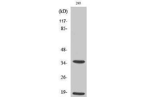 Western Blotting (WB) image for anti-Caspase 6 p18 (Asp179), (cleaved) antibody (ABIN3181764) (Caspase 6 p18 (Asp179), (cleaved) anticorps)