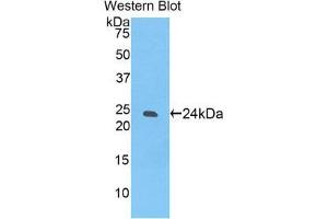 Western Blotting (WB) image for anti-Sialic Acid Binding Ig-Like Lectin 12 (SIGLEC12) (AA 22-218) antibody (ABIN1174410) (SIGLEC12 anticorps  (AA 22-218))