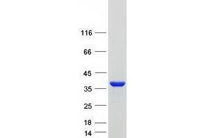 Validation with Western Blot