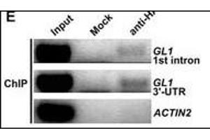 ChIP was performed with 35S:HATCL1 plants using anti-HA antibodies. (HA-Tag anticorps)