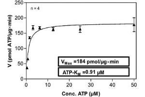 Image no. 2 for Protein Kinase C, epsilon (PRKCE) (AA 1-737) (Active) protein (His-GST) (ABIN5570629) (PKC epsilon Protein (AA 1-737) (His-GST))