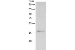 Western Blotting (WB) image for Peptidylprolyl Isomerase A (Cyclophilin A) (PPIA) (AA 1-165) protein (His tag) (ABIN7124346)